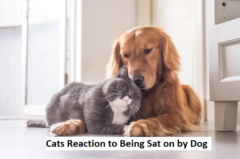 Cats Reaction to Being Sat on by Dog